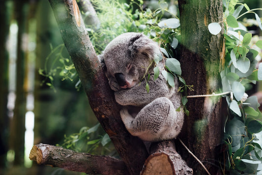 Mental Health Awareness: The Importance of Sleep